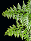 New Zealand - Fern on black background - photo by Air West Coast