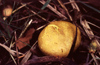 New Zealand - puff ball - photo by Air West Coast