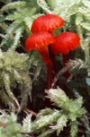 New Zealand - three toadstools - mushrooms - photo by Air West Coast