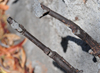 Managua, Nicaragua: machine guns encased in concrete - Peace Park - Parque de la Paz - photo by M.Torres