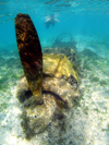 Ngaremediu Reef, Koror state, Palau : WWII Mitsubishi A6M Zero fighter of the Imperial Japanese Navy Air Service - underwater image - photo by B.Cain