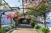 Panama City / Ciudad e Panam: Paseo de las Bovedas aka Paseo Estaban Huertas - bougainvillea-adorned trestle, over Club Union and the waterfront - Casco Viejo - UNESCO world heritage - photo by M.Torres