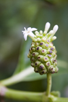 Panama - Bocas del Toro - Noni (Morinda citrifolia) - cheese fruit - photo by H.Olarte