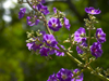 Panama - El Valle de Anton mountain range - Tropical Flower - magenta - photo by H.Olarte