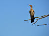 Panama City / Ciudad de Panama: Amador causeway - cormorant on a tree - fauna - photo by M.Torres