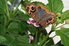 Asuncin, Paraguay: Paraguay: butterfly taking nectar from a small flower - photo by A.Chang