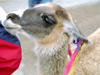 - Caon del Colca, Arequipa region, Peru: Llama - Lama glama - South American fauna - photo by M.Bergsma