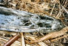 Papua New Guinea - Sepik River region: canoe with crocodile head (photo by G.Frysinger)