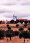 Figueira e Barros: nos olivais