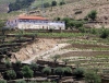 Tabuao: Quinta do Pego - vinhas e olivais ao longo do vale do Douro - Porto Calem / Quinta do Pego estate - port vines and olives along the Douro valley (photo by R.Wallace)