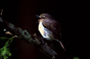 Reunion / Reunio - Saxicola tectes - Runion stonechat - Tarier de la Runion - photo by W.Schipper