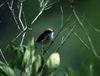 Reunion / Reunio - Zosterops borbonicus - Mascarin Grey White-eye - Zostrops des Mascareignes - photo by W.Schipper