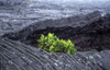 Reunion / Reunio - Mont Piton de la Fournaise: Vulcano / vulkan - pahoehoe Pahoehoe lava has either a smooth, glassy surface or a distinctive, ropy texture - photo by W.Schipper