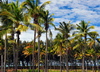 Pointe Longue,Rodrigues island, Mauritius: coconut grove by the Indian Ocean - photo by M.Torres