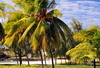 Montagne Cabris, Rodrigues island, Mauritius: coconut trees - photo by M.Torres