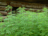 Sighetu Marmatiei, Maramures county, Transylvania, Romania: Cannabis plants and old timber house - photo by J.Kaman