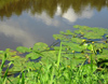 Russia - Meshera Forest - Moscow oblast: river (photo by Dalkhat M. Ediev)