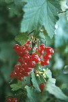 Russia - Rostov / ROV: berries  (photo by Anatolij Petrov)