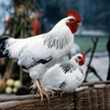 Russia - Krasnodar: rooster and girlfriend (photo by Vladimir Sidoropolev)