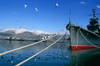 Russia - Novorossisk - Krasnodar kray: seagulls and a Russian naval vessel - warship - Black sea fleet (photo by Vladimir Sidoropolev)