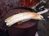 Wrangel Island / ostrov Vrangelya, Chukotka AOk, Russia: fragment of Mammoth Tusk on an oil drum - photo by R.Eime