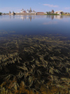 Russia - Solovetsky Islands: the Monastery reflecting in Svyatoe Lake - weed - photo by J.Kaman