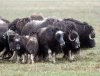 Russia - Wrangel Island / ostrov Vrangelya (Chukotka AOk): Musk Ox - Ovibos moschatus - arctic mammal - UNESCO World Heritage Site - photo by R.Eime