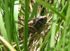 Russia - Meshera Forest  - Moscow oblast: grasshopper (photo by Dalkhat M. Ediev)