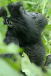 Rwanda - Parc National des Volcans - Virunga Volcanoes / Volcanoes' national park: mountain gorilla - Gorilla beringei beringei - photo by J.Banks