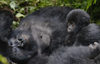 Volcanoes National Park, Northern Province, Rwanda: mother Mountain Gorilla resting with her baby - Kwitonda Group - Gorilla beringei beringei - photo by C.Lovell