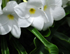 The Bottom, Saba: Plumeria flowers - Frangipani - photo by M.Torres