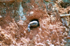 South Africa - Loskop nature reserve: lizard in a burrow - photo by J.Stroh