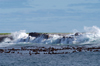 South Africa - Dyer Island, shark cage dive site, near Gansbaai - photo by B.Cain