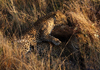 South Africa - Two leopards mating in bush, Singita - photo by B.Cain