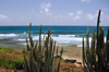 Anse du Grand Fond, St. Barts / Saint-Barthlemy: cactus along the SE coast - photo by M.Torres