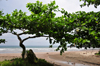 Praia Sete Ondas - Praia do Morro dos Castelos, Cantagalo district, So Tom and Prcipe / STP: beach and Bengal almond, Tropical almond, Sea almond, Terminalia catappa / praia e amendoeira tropical - carroceiro - photo by M.Torres