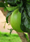 Rio de Ouro plantation / Roa Rio de Ouro - Agostinho Neto, Lobata district, So Tom and Prncipe / STP: fruit of the calabash tree - Crescentia cujete - leaves are used to treat diarrhea and dysentery / calabaa, cabaa ou rvore da cuia - fruto usado no berimbau - photo by M.Torres