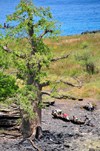 Lagoa Azul, Lobata district, So Tom and Prncipe / STP: fishermen and giant baobab tree - Adansonia digitata / embondeiro gigante e dongo - photo by M.Torres