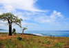 Lagoa Azul, Lobata district, So Tom and Prncipe / STP: horizon - baobab trees by the Atlantic Ocean - Adansonia digitata / horizonte - embondeiros em frente ao Oceano Atlntico - photo by M.Torres