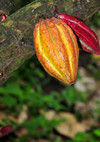 Anamb / Anabom, Lemb district, So Tom and Prncipe / STP: coffee pod on the tree / fruto do cafeiro na rvore - photo by M.Torres