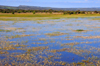 Orroli / Arrli municipality, Cagliari province, Sardinia / Sardegna / Sardigna: flowers on the water - Flumendosa river second dam - lago del Medio Flumendosa - Lago del Flumendosa - Sarcidano sub-region - photo by M.Torres