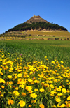 Las Plassas / Is Pratzas, Medio Campidano province, Sardinia / Sardegna / Sardigna: medieval castle of Marmilla / Las Plassas and a field of flowers - built over a nuragic fortress - Castello di Marmilla - photo by M.Torres