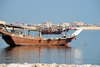 Al Qatif, Eastern Province, Saudi Arabia: fishing dhow (jaliboot) with cormorants, city center in the background - Tarout Bay, Persian Gulf - photo by M.Torres