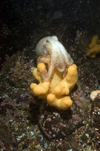 St. Abbs, Berwickshire, Scottish Borders Council, Scotland: Lesser or curled octopus - Eledone cirrhosa - photo by D.Stephens