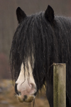 Loch Ness, Highlands, Scotland: black Horse - photo by I.Middleton