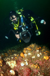 St. Abbs, Berwickshire, Scottish Borders Council, Scotland: underwater photographer over reef - photo by D.Stephens