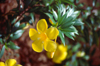 Seychelles - Mahe island: Golden Trumpet or alamanda flower - Allamanda cathartica - used to treat malaria - photo by F.Rigaud