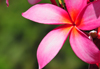 Mahe, Seychelles: Pointe Larue - flower of a Plumeria rubra tree - red frangipani - photo by M.Torres