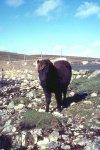 Bridge of Walls (Brig o' Waas): Shetland Pony