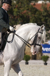 Slovenia - Lipica / Lipizza - Goriska region: Lipica stud farm - dressage competitor and a pure white Lipizzaner Stallion - photo by I.Middleton